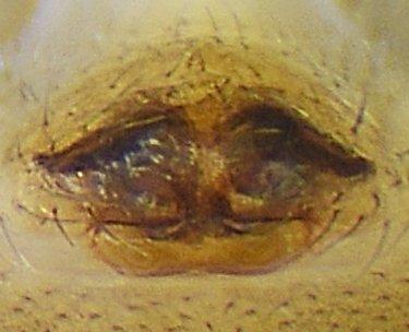 Dismodicus bifrons
